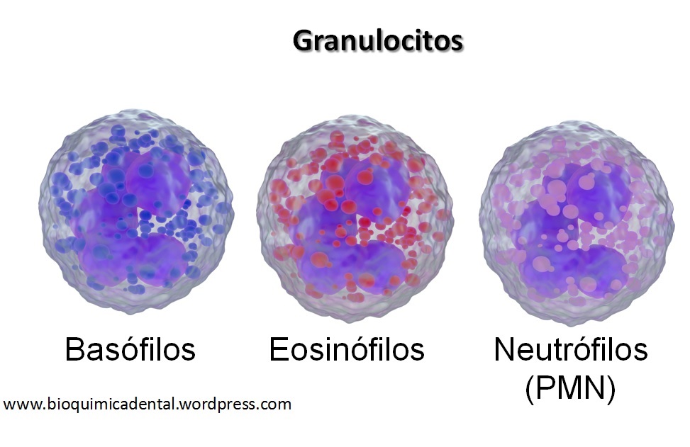 Neutrofilos bajos que significa