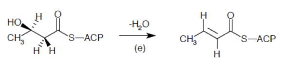 3-hydroxyacyl-ACP_dehydrase