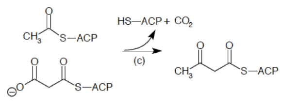 3-ketoactl-ACP_synthetase.png